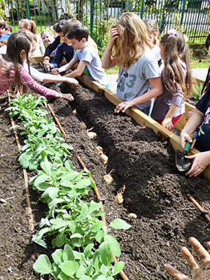 Gli alunni di una scuola stanno piantando le patate nei cassoni di un orto didattico presso una suola di Milano per il progetto MiColtivo (Foto: Werner Zanardi).